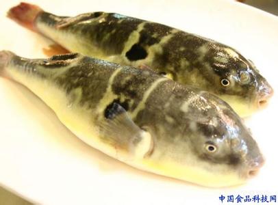 河豚鱼的处理方法 烹饪河豚鱼的方法