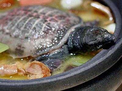 甲鱼的烹饪方法 如何烹饪甲鱼