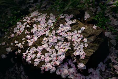 关于落花的唯美句子 落花