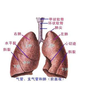 癌变器官 11个最易癌变的器官