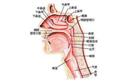 过敏性鼻炎发病特点 干燥性鼻炎的发病特点