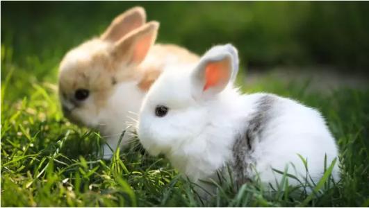 道奇宠物兔 挑选 如何挑选一只健康的宠物兔