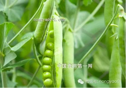 韭菜施肥技术要点 豆类蔬菜的施肥技术要点