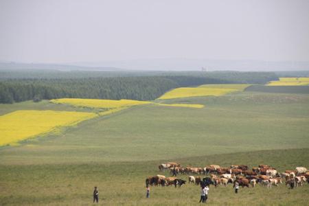 草甸和草原的区别 内蒙古草甸草原