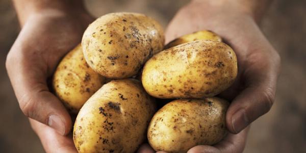 怎样挑选新鲜的土豆 怎样挑选土豆