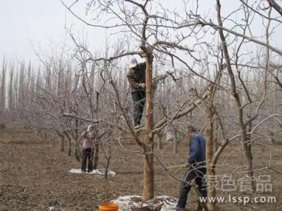 发财树树皮腐烂刮掉 梨树冬刮树皮五注意