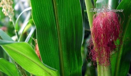 处暑节气 处暑节气问候短信息