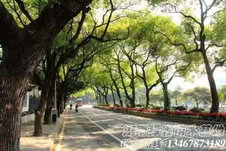 香樟树移植 遍植香樟的城市