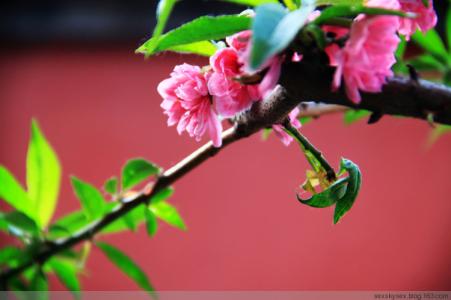 桃花依旧笑春风 三月桃花依旧笑春风