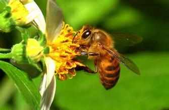 关于蜜蜂的资料20字 关于蜜蜂的资料
