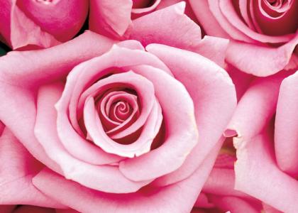 19朵粉玫瑰的花语 粉玫瑰的花语