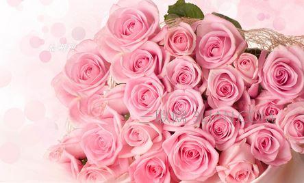 19朵粉色玫瑰花语 不同朵数的粉色玫瑰各有什么花语