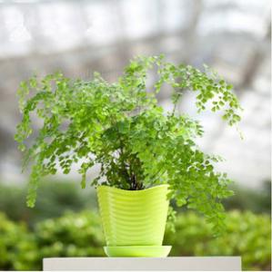 植物对空气湿度的影响 如何提高植物周围空气湿度