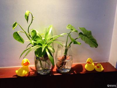 卧室放什么植物最好 卧室内可放的16种植物