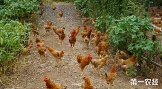 农村建养殖场算违建吗 农村养殖场几种鸡寄生虫病的驱除方法