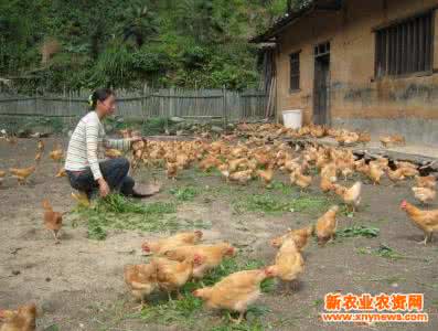 农村养殖户贷款 农村养殖户生态养鸡的六个要点
