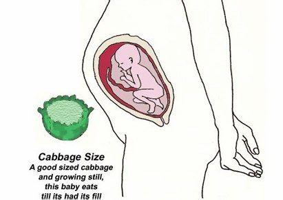 怀孕十个月胎儿图 十个月的胎儿各像什么水果