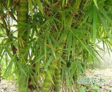 三角枫栽培养护技术 佛肚竹养护栽培技术