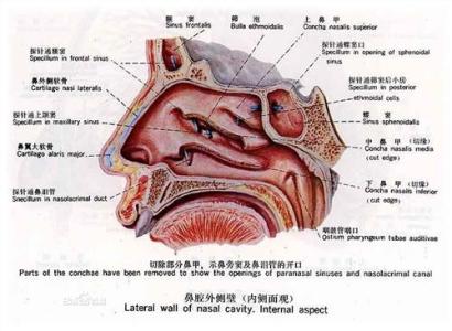 狗流鼻水透明怎么回事 二哈流鼻水是怎么回事