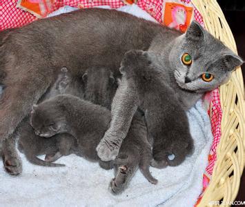 4個月母猫能生小猫了吗 母猫多大可以生小猫