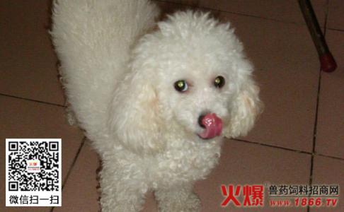 贵宾犬可以吃什么食物 贵宾犬不能吃什么