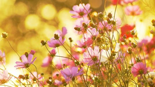 描写紫荆花的唯美句子 描写花朵的唯美句子