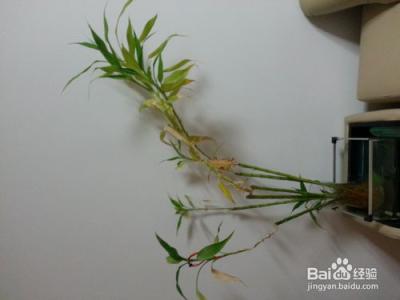 花草养护plantsword 花草翻土是花草养护中不容忽视的工作