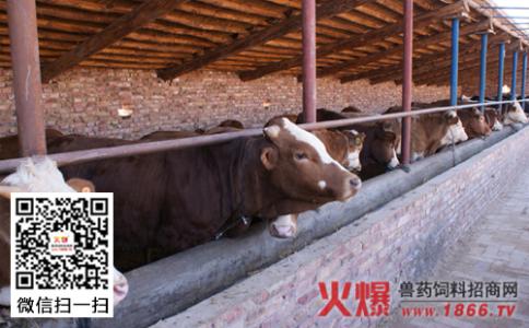 肉牛饲养经济效益 提高肉牛饲养技术五措施