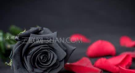 黑玫瑰寓意 送黑玫瑰有什么寓意