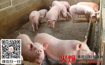 种猪养殖场 种猪养殖两点误区分享