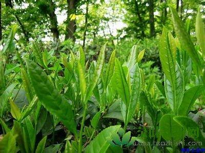 谷雨茶和明前茶区别 谷雨茶的功效