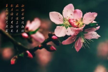 桃花殇小说 桃花殇