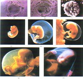 胎儿大脑发育高峰期 胎儿大脑发育高峰期吃什么好 胎儿大脑发育的高峰期知识