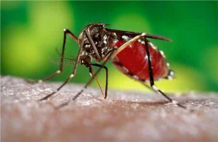 艾滋病能活多久 艾滋病会通过蚊子传播吗