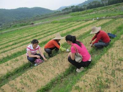 苗圃灌溉系统 苗圃地的灌溉和排水方法