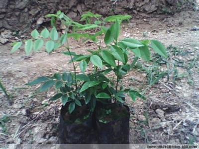 菊花栽培和繁殖方法 檀香的栽培繁殖方法