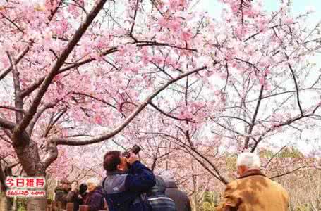 四月赏花的地方 四月的江南有哪些地方适合赏花