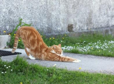猫猫在地上打滚 训练猫猫能听指挥打滚