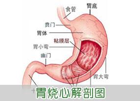 胃反流症状怎么缓解 胃酸反流有什么症状