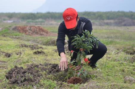 柿子树苗容易栽活吗 这样植树 树苗容易活