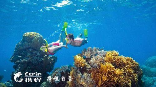 澳大利亚大堡礁潜水 在澳大利亚著名景点大堡礁潜水要多少钱