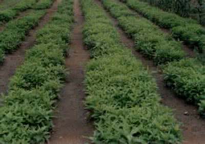 天麻采收与加工 返魂草的繁殖方法和采收加工