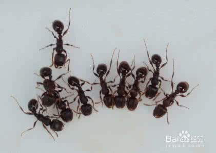 如何有效解决问题 如何有效解决蚂蚁问题