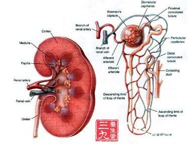 急性肾功能衰竭的类型 什么是急性肾功能衰竭