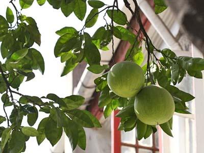健胃消食片 柚子是冬季化痰健胃的佳品