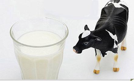 蒙牛风味酸牛奶 牛奶生饮是保持牛奶天然风味的好办法