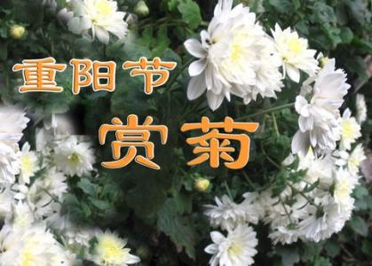 重阳席上赋白菊 霜菊话重阳