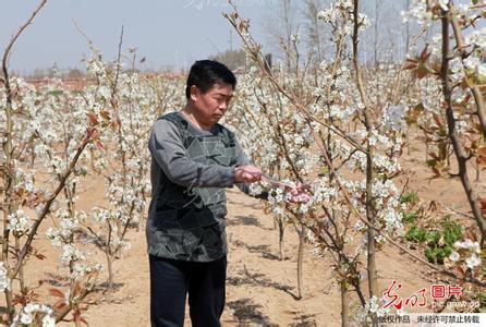 果树人工授粉 果树人工授粉要注意