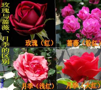 玫瑰与月季的对照图 玫瑰与月季的区别