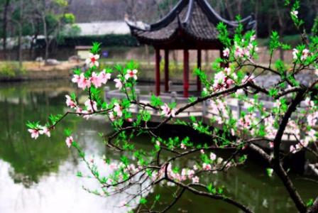 南京春季旅游景点 南京春季免费旅游景点